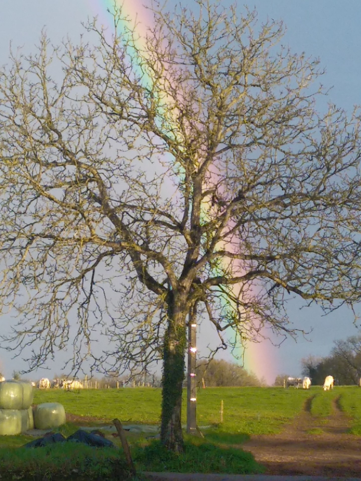 Arbre arc en ciel