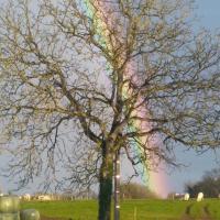 Arbre arc en ciel
