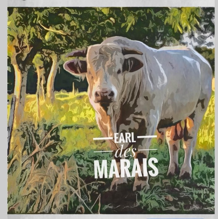 Logo viande